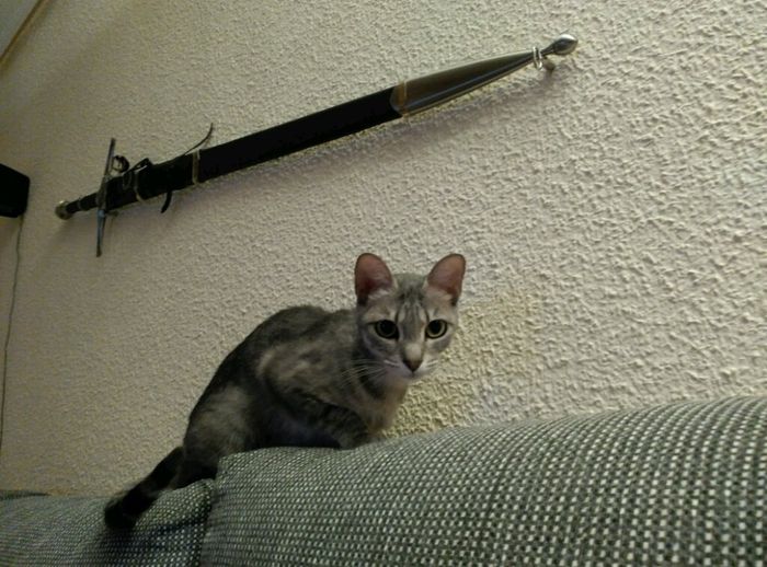 Espada tarta - 2