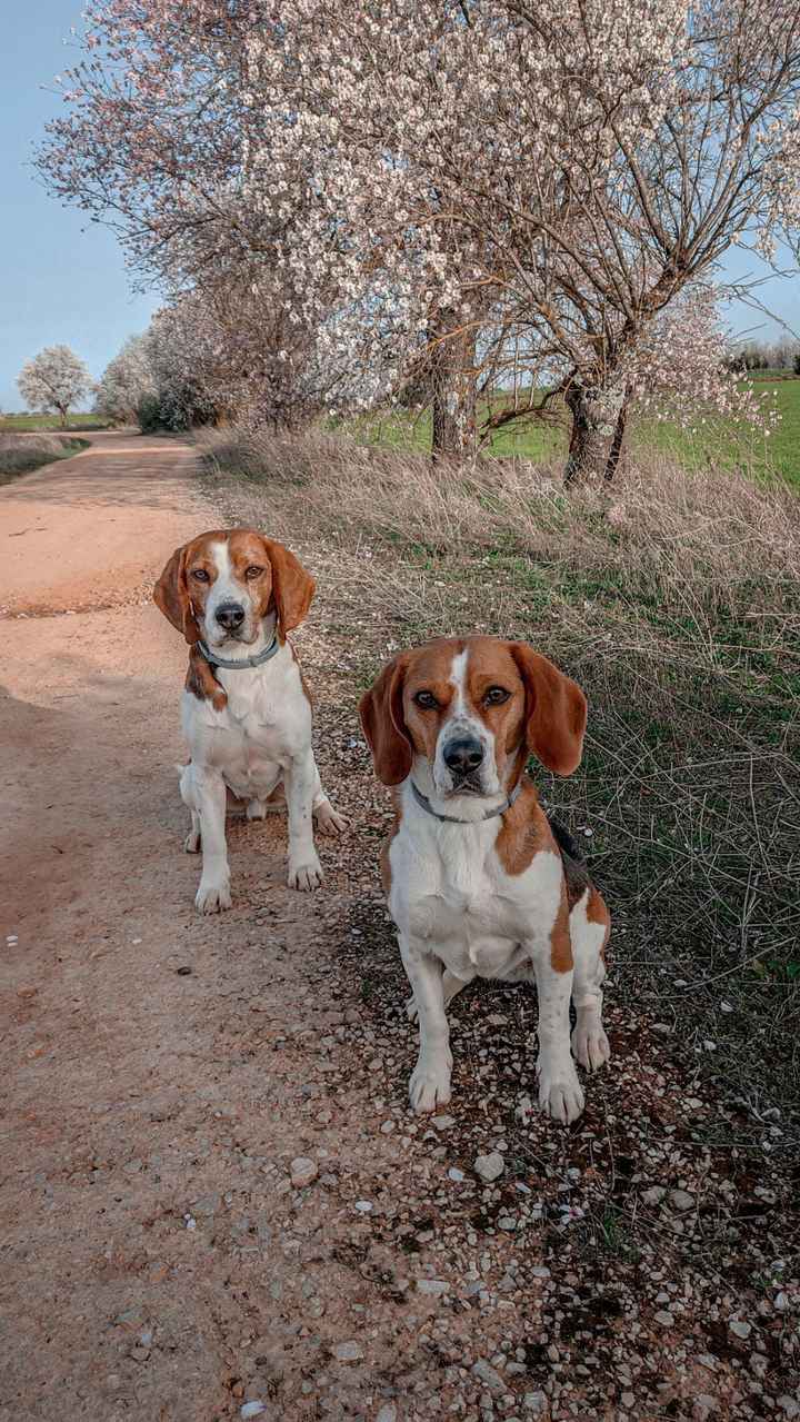 El peludito presente en vuestra boda es...🐱 - 1