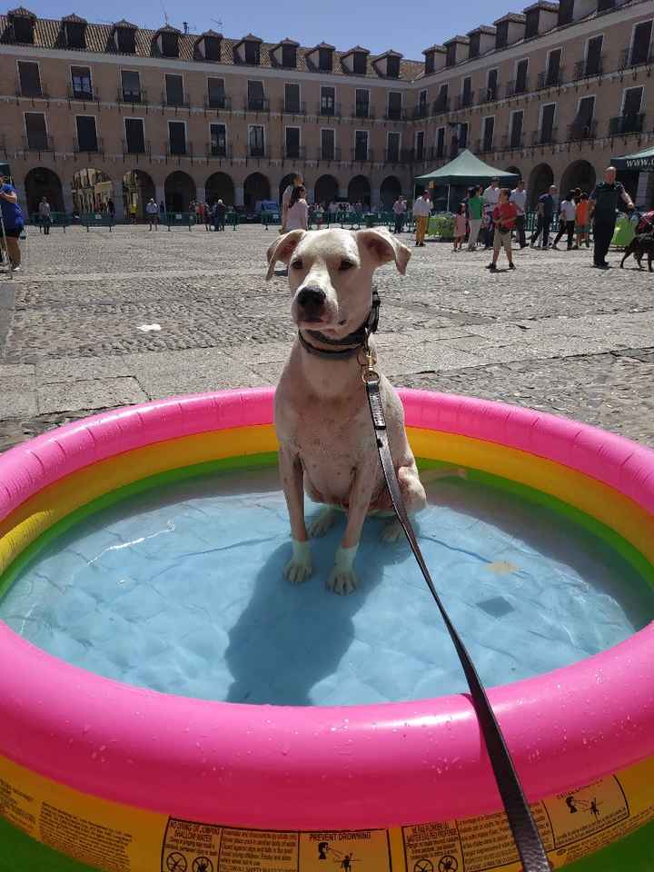 ¿Perro o gato? - 1