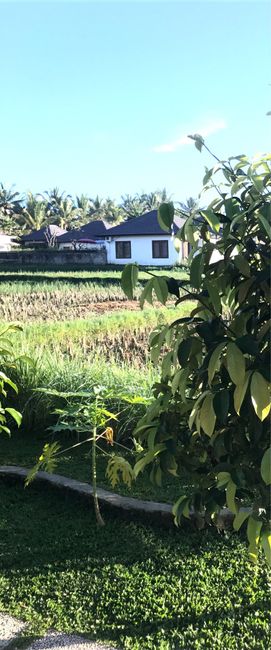 Vacunas para Bali? - 1