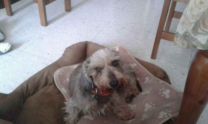 Nuestras mascotas!! - 1