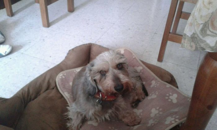 Nuestras mascotas!! - 1