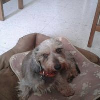 Nuestras mascotas!! - 1