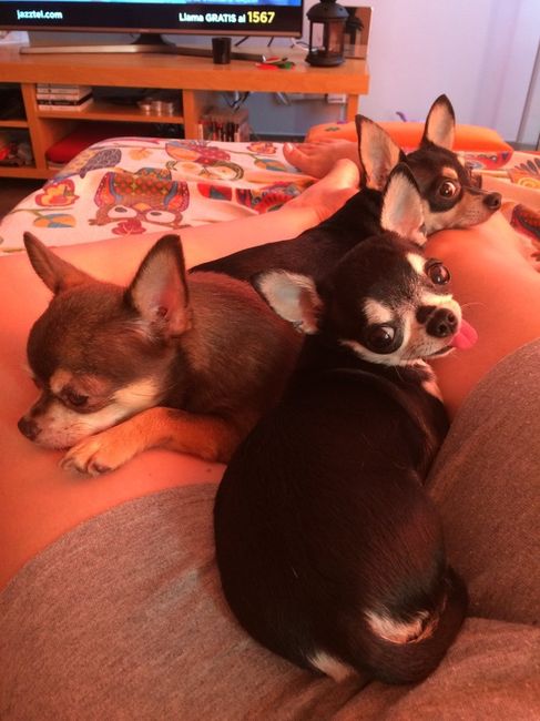 No sin mis perros!! - 1