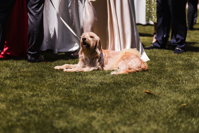 Fotos reportaje boda + intento de resumen del dia b 26