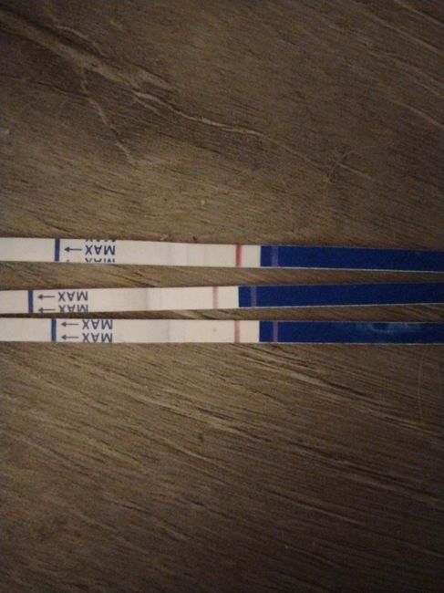 Buscadoras más de 1 año - 2022 - 1