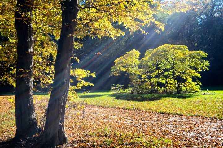 Los bosques de Viena