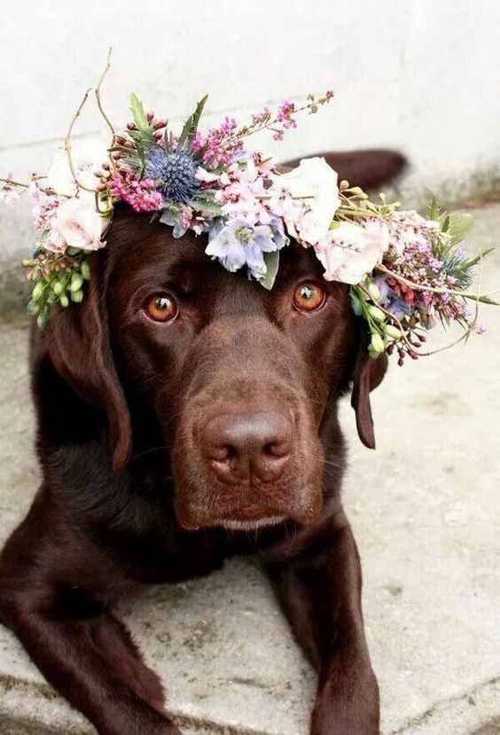 mascota boda