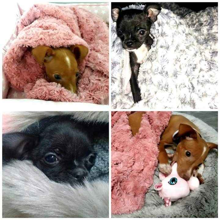 ¿Tenéis una mascota en común? 🐶🐱🐦 - 1