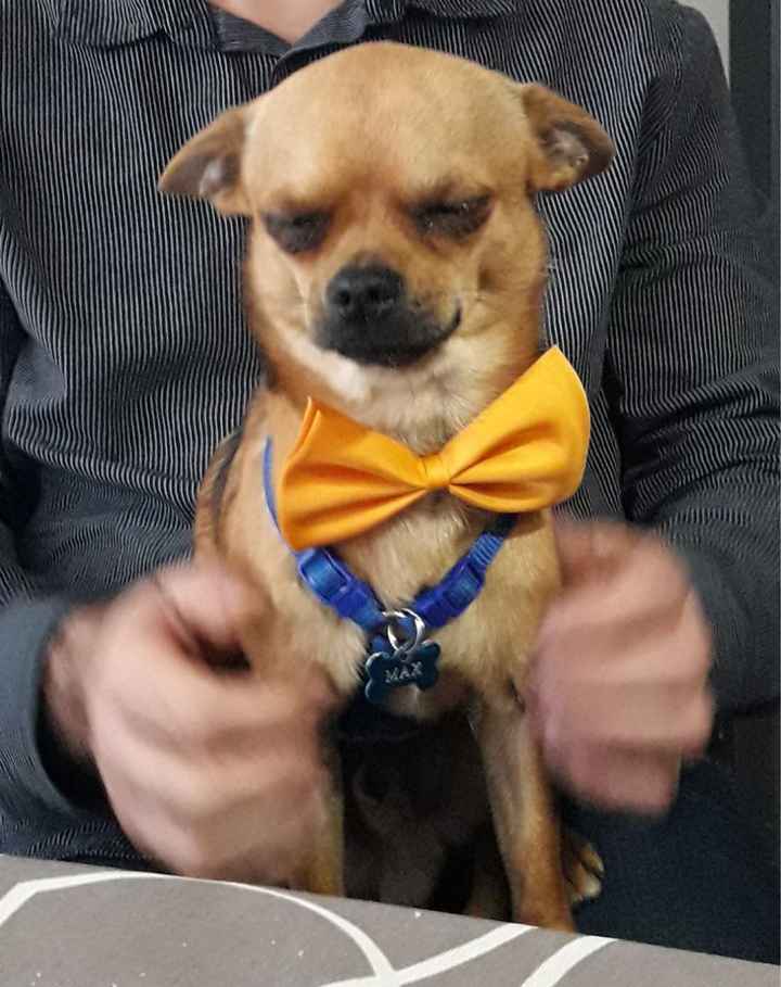 ¿Llevarías a tu mascota a la boda? - 1