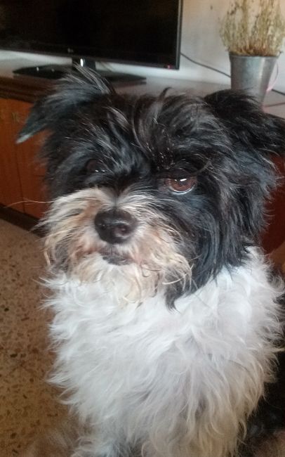 Duna, mi perrita