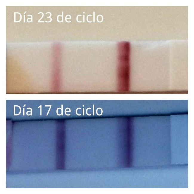 Buscadoras mayo 2017 - 1