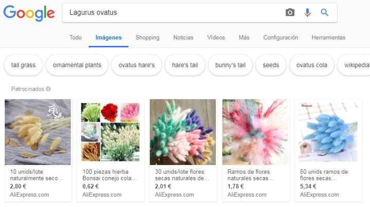flores