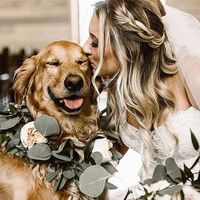 Perro en la boda