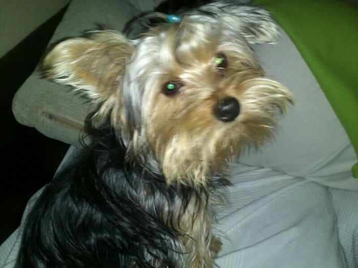 Scooby