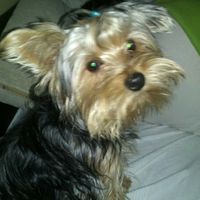 Scooby