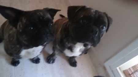mis pequeños peludos 