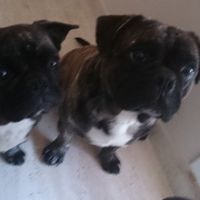 mis pequeños peludos 