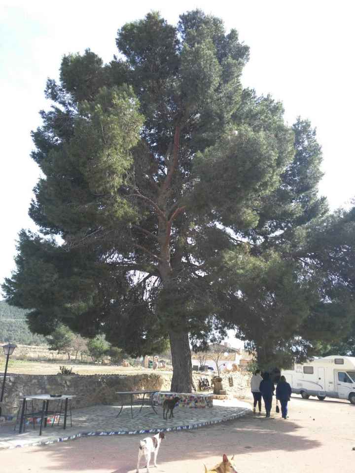 Arbol que podria decorar un poquito