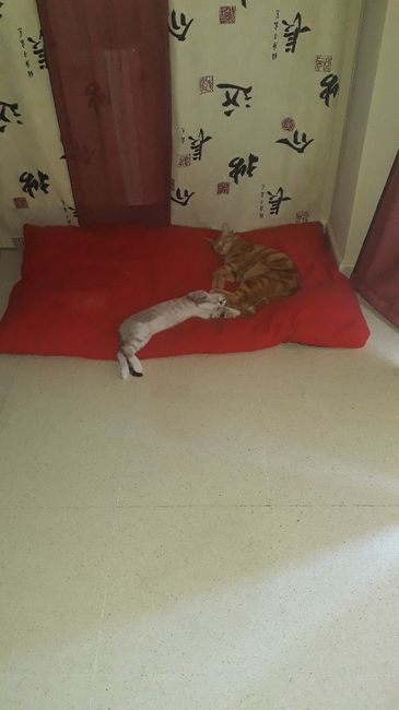 Cerremos los ojos y soñemos 7