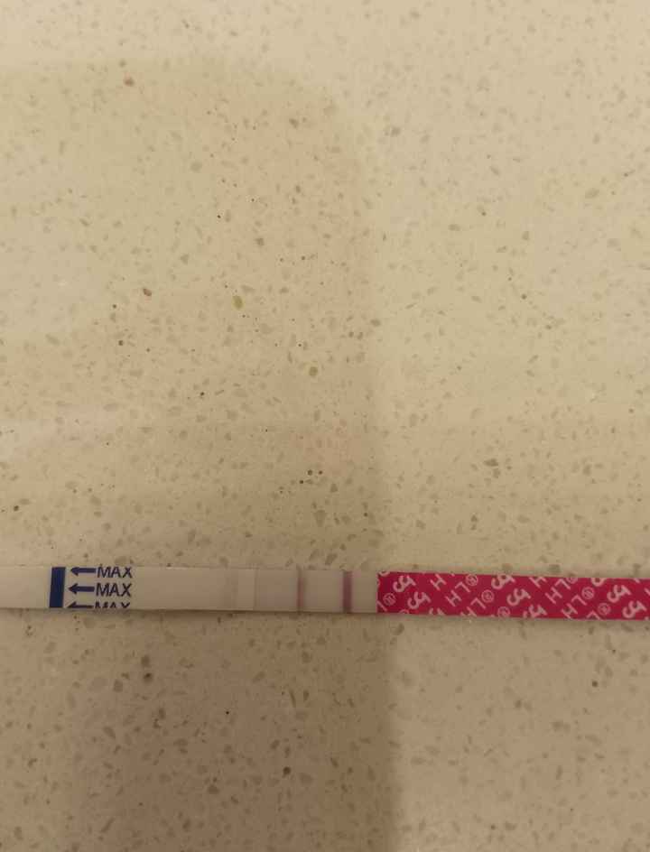 Buscadoras Diciembre 2024 🐣🎄 - 1