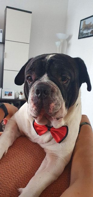 Porta alianzas para nuestro peludito 🐶 5