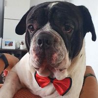 Porta alianzas para nuestro peludito 🐶 - 1