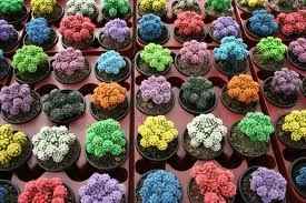 cactus de colores
