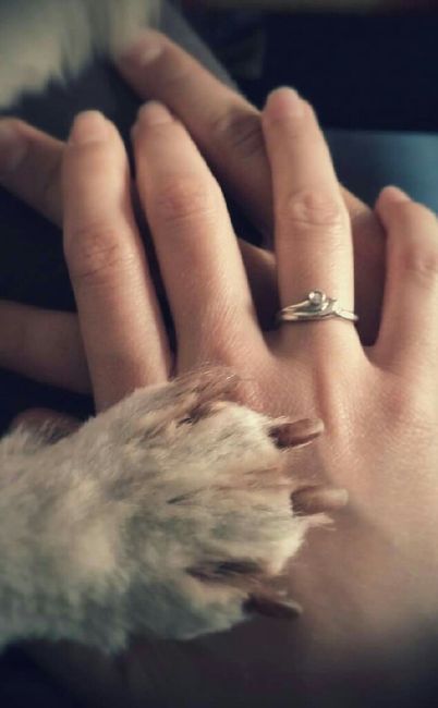 Mascotas boda - 1