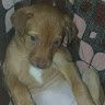 Nerea