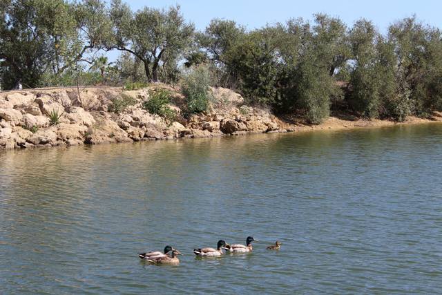 Lago