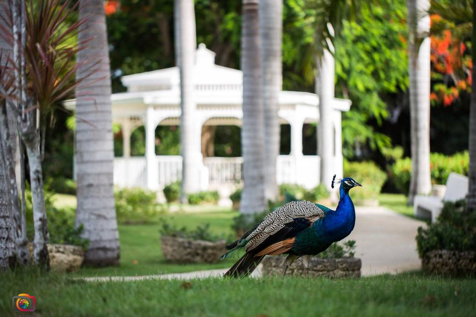 Fotografía de boda jardines