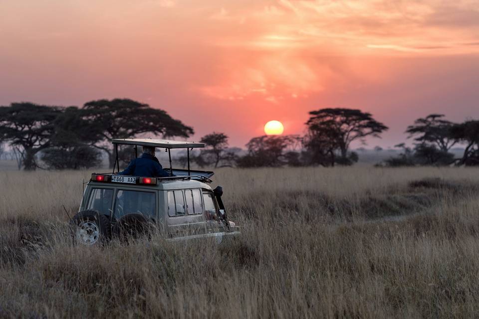 Safari África