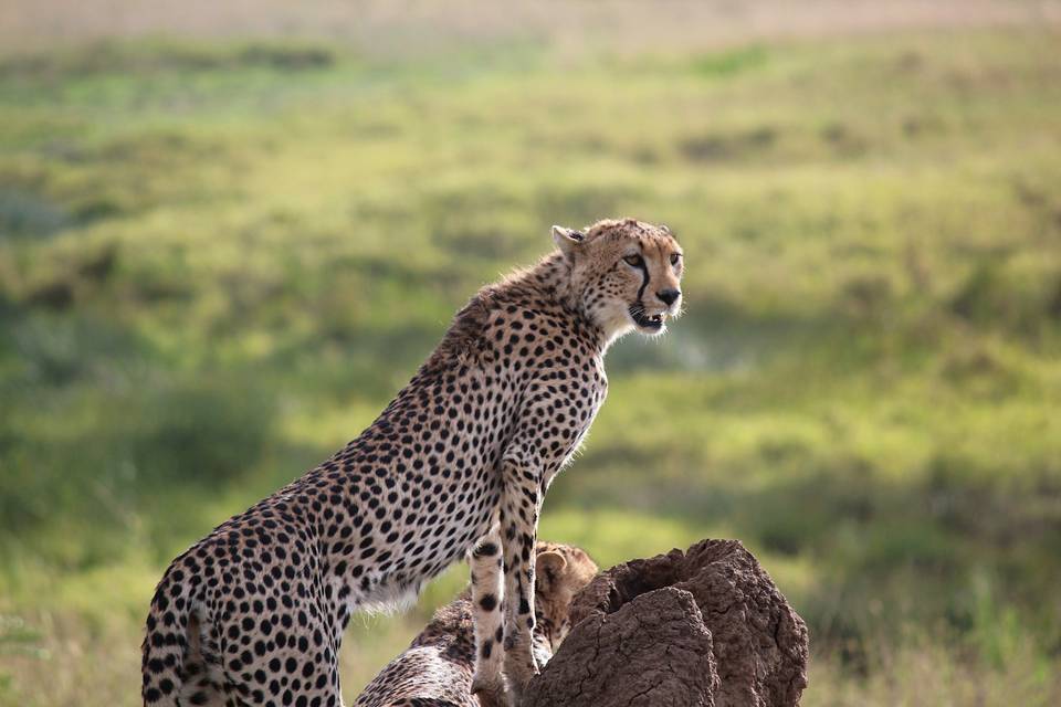 Safari Kenia
