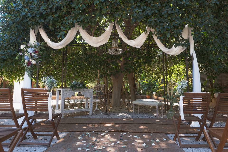 Casa Luna Ficus centenario