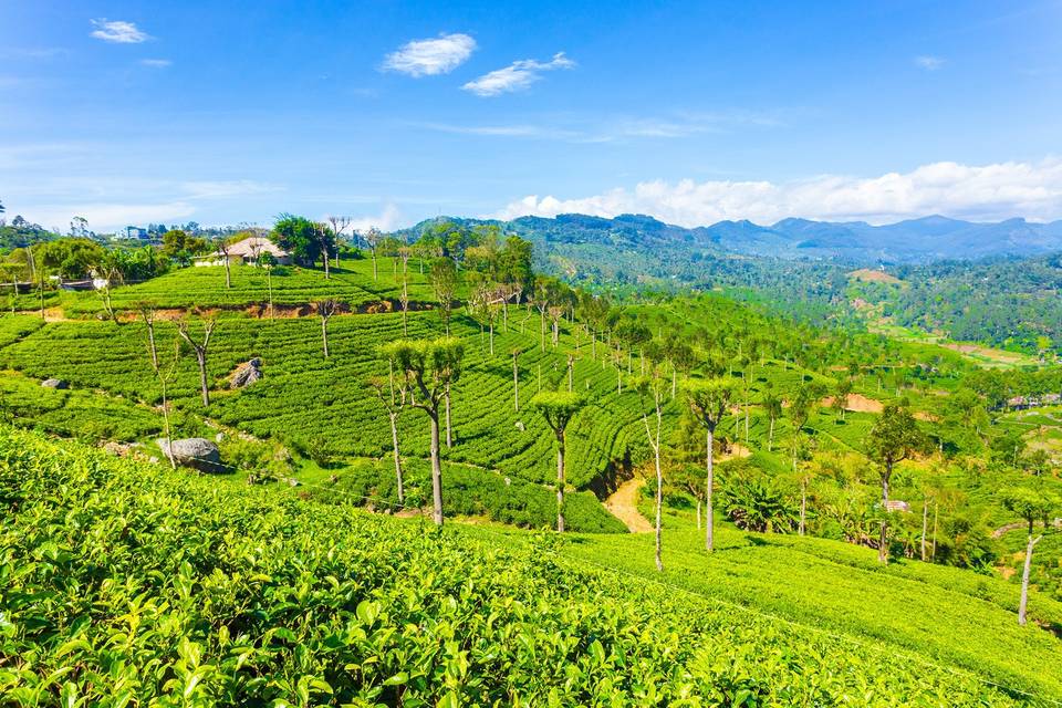 Plantaciones de té Sri Lanka