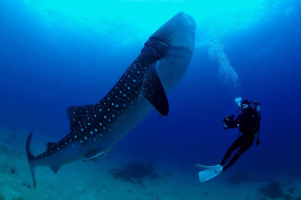 Tiburón ballena en Maldivas