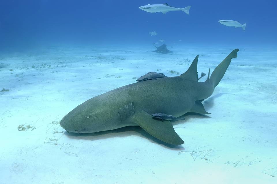 Bucea con tiburones