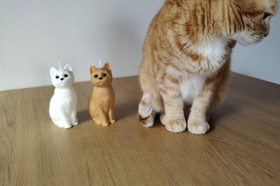 Gatos personalizados
