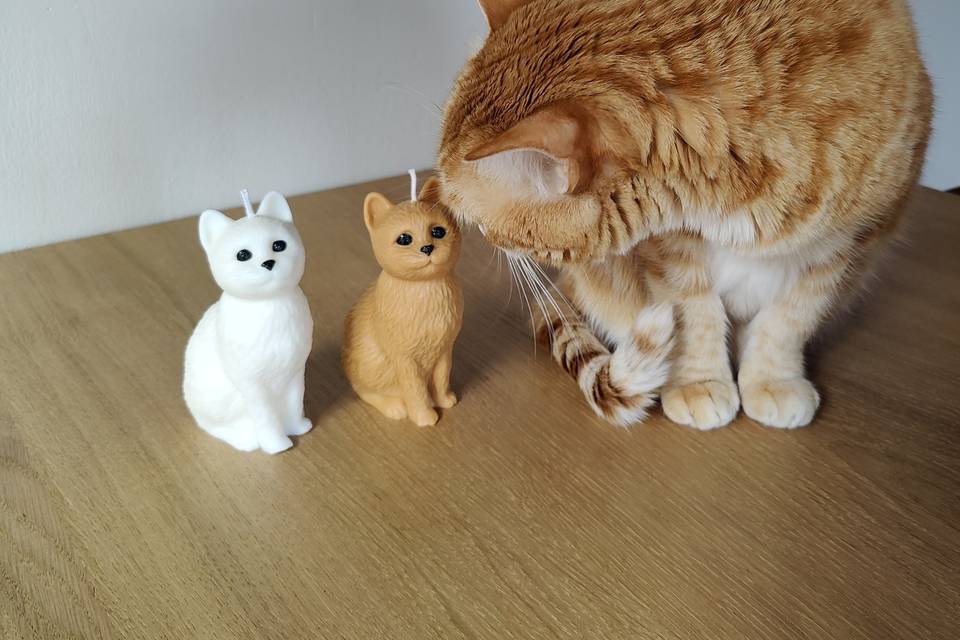 Gatos, uno de verdad