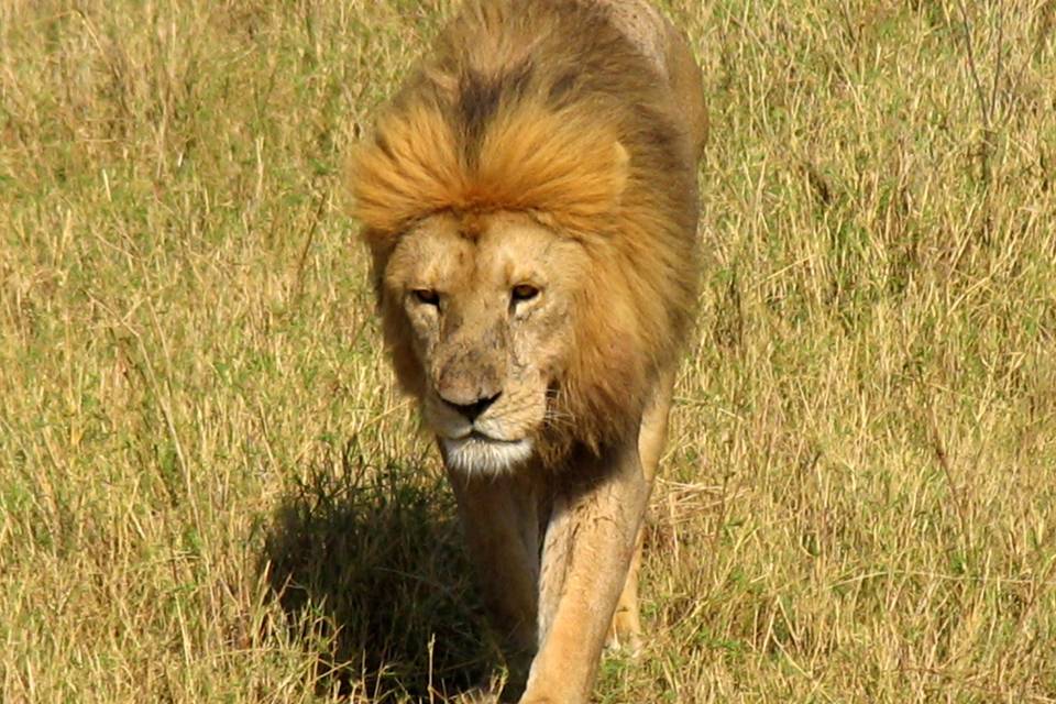 Kenia