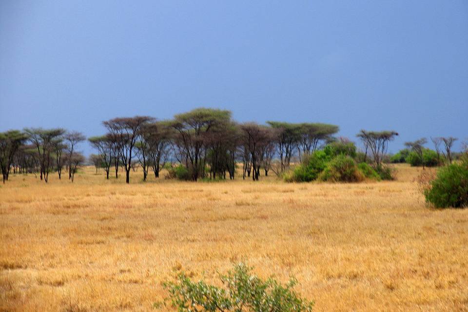 Kenia