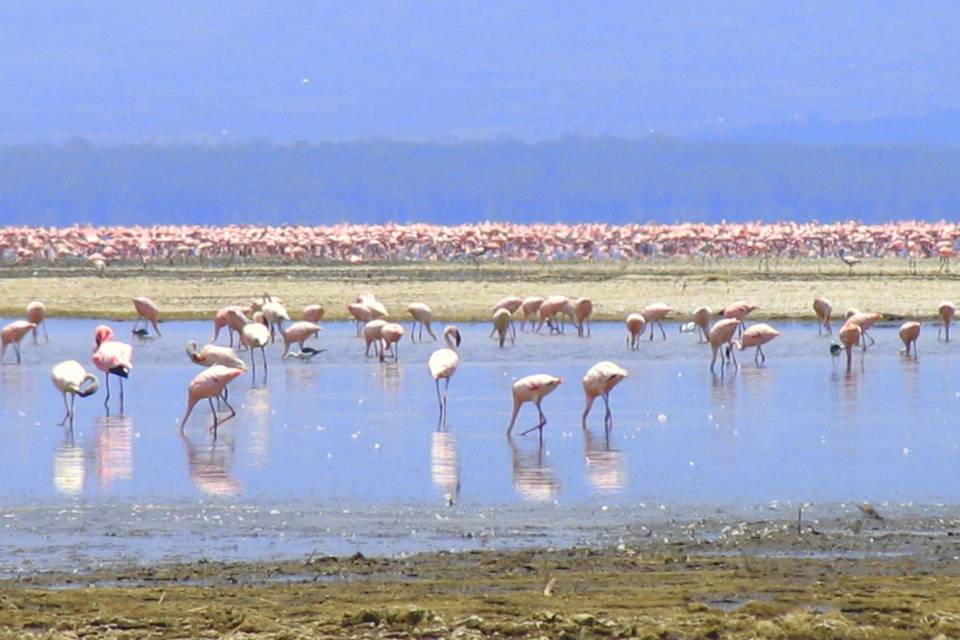 Kenia