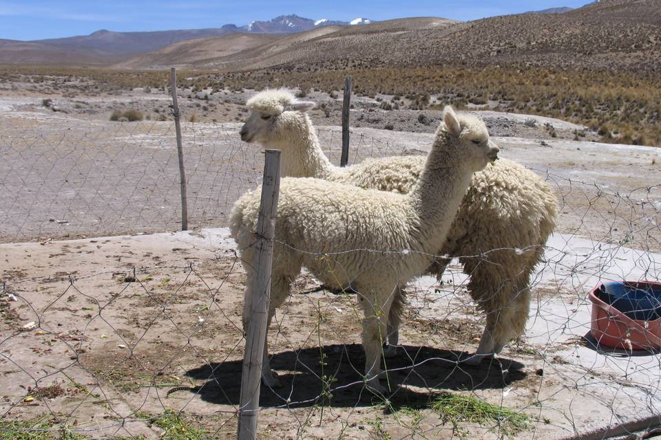 Peru