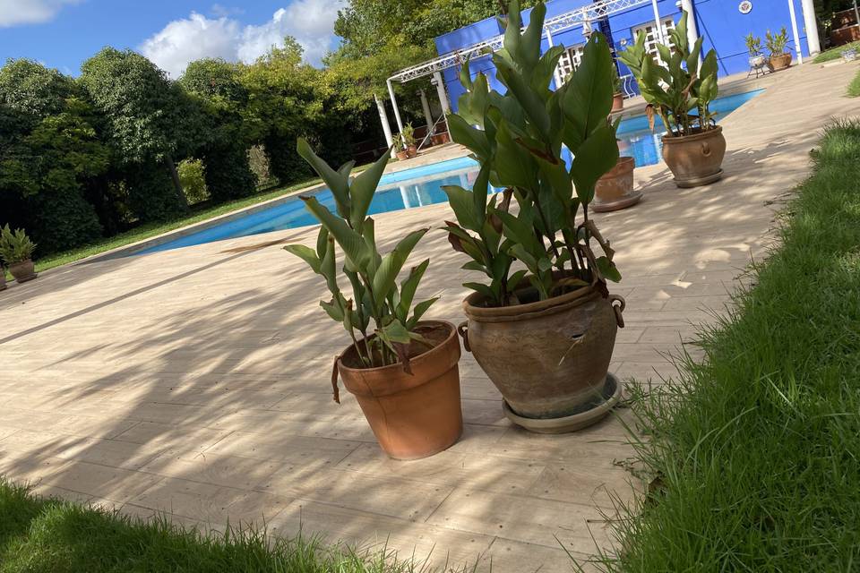 Plantas y piscina