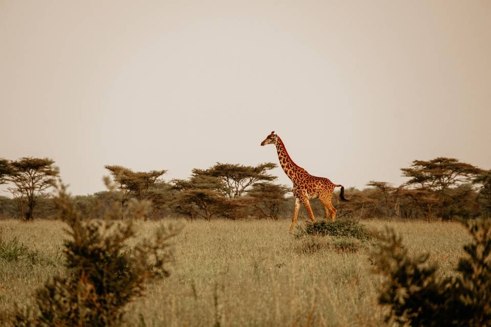 Tanzania y Zanzíbar