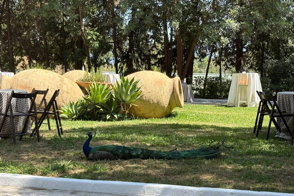 Animales en una boda?!