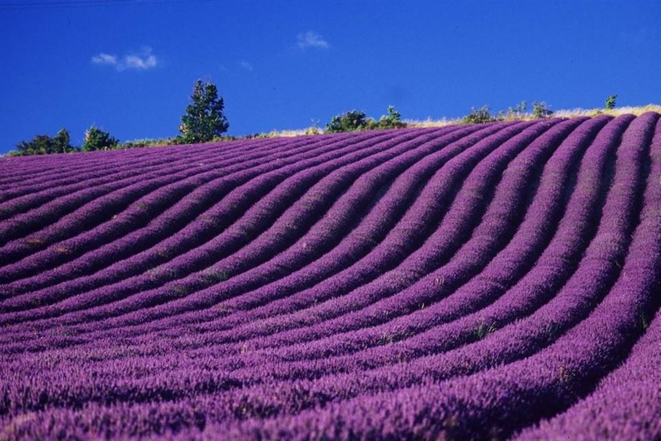 Ruta de la lavanda