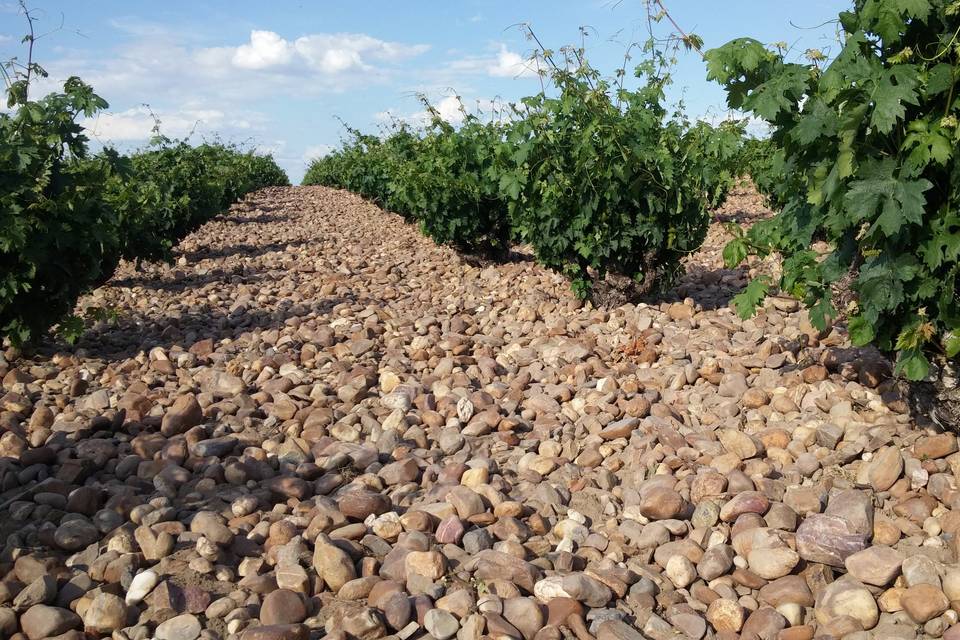 Algil Bodegas y Viñedos