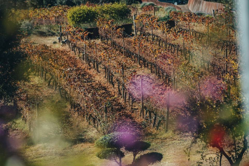 Finca